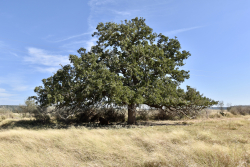 19319 Ranch Road 1871 (44)