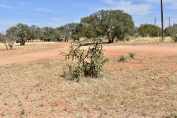 19319 Ranch Road 1871 (46)