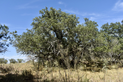 19319 Ranch Road 1871 (47)