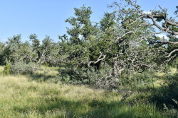 Cave Wells Ranch Tract 1 (12)
