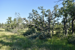 Cave Wells Ranch Tract 1 (13)