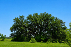 8228 US Hwy 377 (21)