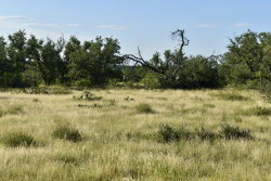 Cave Wells Ranch Tract 1 (17)