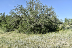 Cave Wells Ranch Tract 1 (19)