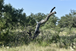 Cave Wells Ranch Tract 1 (21)