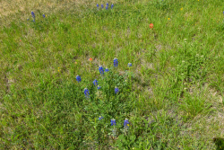 12236 First Street (29)