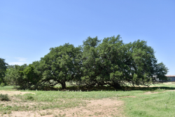 8228 US Hwy 377 (37)