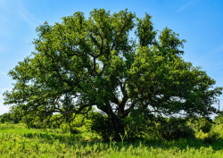 292+/- Acres (2)