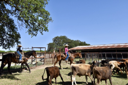 8228 US Hwy 377 (49)