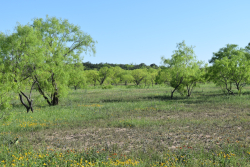 FM 765 (3)