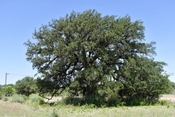 8228 US Hwy 377 (55)