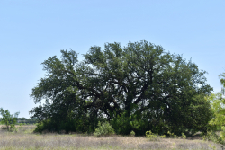 8228 US Hwy 377 (8)