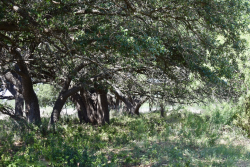 8228 US Hwy 377 (87)