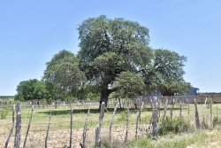 8228 US Hwy 377 (88)