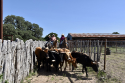 8228 US Hwy 377 (102)