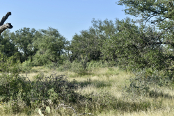Cave Wells Ranch Tract 1 (10)