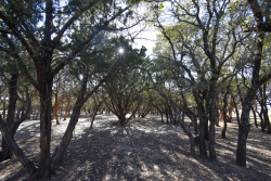 1358 Farm To Market Road 2315 (25)