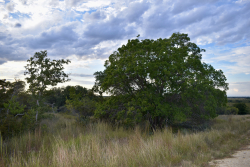 11595 West Farm To Market 2028 (65)