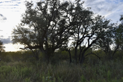 11595 West Farm To Market 2028 (81)