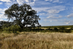 11595 West Farm To Market 2028 (45)