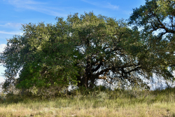 11595 West Farm To Market 2028 (49)